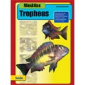 Tropheus / Schneidewind