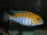 Cynotilapia afra 'Cobue'