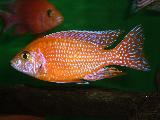 Aulonocara 'Fire fish' 