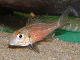 Callochromis macrops 'Red Ndole'  