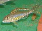 Callochromis pleurospilus Kigoma 