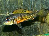 Callochromis melanostigma 'Red Uvira' Callochromis melanostigma 'Red Uvira'
