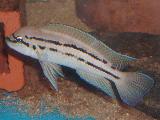 Chalinoochromis bifrenatus Chalinoochromis bifrenatus
