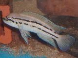 Chalinoochromis bifrenatus  