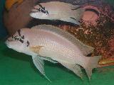 Chalinoochromis brichardi Chalinoochromis brichardi