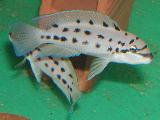 Chalinoochromis 'Ndobhoi' Chalinoochromis 'Ndobhoi'