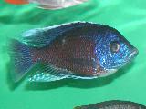 Copadichromis borley 'Red-fin' 