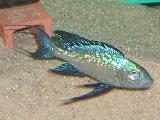 Cyatopharynx furcifer 'Karilani' Cyatopharynx furcifer 'Karilani'