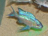 Cyatopharynx furcifer 'Kigoma' Cyatopharynx furcifer 'Kigoma'