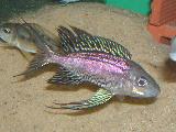 Cyatopharynx furcifer 'Mbity' Cyatopharynx furcifer 'Mbity'