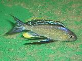 Cyatopharynx furcifer 'Resha' Cyatopharynx furcifer 'Resha'