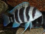Cyphotilapia frontosa 'Burundi' Cyphotilapia frontosa 'Burundi'