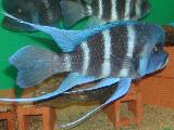 Cyphotilapia frontosa 'Blue Mpimbwe' Cyphotilapia frontosa 'Blue Mpimbwe'