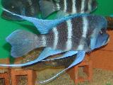 Cyphotilapia frontosa 'Blue Mpimbwe'  