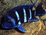 Cyphotilapia frontosa 'Blue Zaire Moba' Cyphotilapia frontosa 'Blue Zaire Moba'