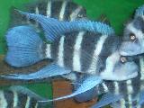 Cyphotilapia frontosa 'Blue Zaire Kapampa'  