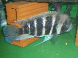 Cyphotilapia frontosa 'Bangwe yellow' Cyphotilapia frontosa 'Bangwe yellow'