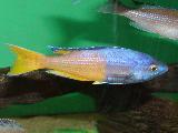 Cyprichromis sp. 'Jumbo Kitumba' Cyprichromis sp. 'Jumbo Kitumba'