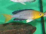 Cyprichromis sp. 'Jumbo yellow head' Cyprichromis sp. 'Jumbo yellow head'