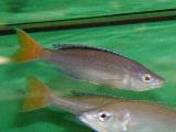 Cyprichromis leptosoma 'Mpulungu' Cyprichromis leptosoma 'Mpulungu'