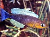 Cyprichromis leptosoma Kigoma