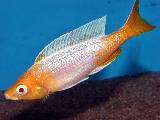 Cyprichromis sp. 'Jumbo Kitumba' - Albino 