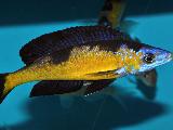 Cyprichromis microlepidotus 'Kasai' Cyprichromis microlepidotus 'Kasai'