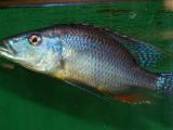 Dimidiochromis compressiceps 