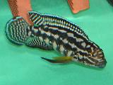 Julidochromis marlieri Julidochromis marlieri