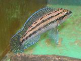 Julidochromis dickfeldi Julidochromis dickfeldi