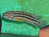 Julidochromis regani Julidochromis regani