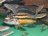 Julidochromis regani 'Kipili' Julidochromis regani 'Kipili'