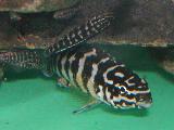Julidochromis'Gombi'  