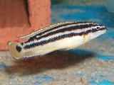 Julidochromis ornatus Julidochromis ornatus