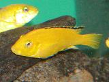 Labidochromis 'Yellow' 