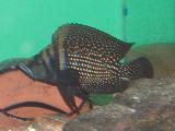 Altolamprologus calvus 'Black pearl' Altolamprologus calvus 'Black pearl'