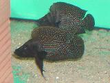 Altolamprologus calvus 'Black pectoral' Altolamprologus calvus 'Black pectoral'