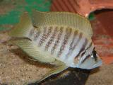 Altolamprologus calvus 'White' Altolamprologus calvus 'White'