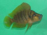 Altolamprologus compressiceps 'Gold' Altolamprologus compressiceps 'Gold'