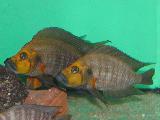 Altolamprologus compressiceps 'Gold head'