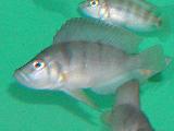 Altolamprologus sp. 'Sumbu' Altolamprologus sp. 'Sumbu'