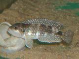 Lamprologus meleagris Lamprologus meleagris