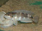 Lamprologus meleagris  