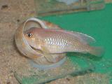 Lamprologus ocelatus 'Gold' Lamprologus ocelatus 'Gold'