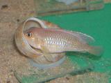 Lamprologus ocelatus 'Gold'  