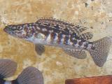 Lepidiolamprologus kendalli Lepidiolamprologus kendalli