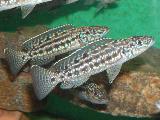 Lepidiolamprologus nkambae Lepidiolamprologus nkambae
