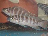 Neolamprologus cylindricus Neolamprologus cylindricus
