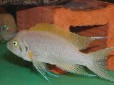 Neolamprologus sp. 'Daffodil' Neolamprologus sp. 'Daffodil'