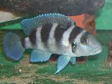 Neolamprologus tretocephalus Neolamprologus tretocephalus